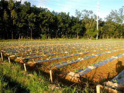 Paddy fields and vegetable (Capsicum annuum var. longum, Okra, Momordica charantia and Vigna unguiculata subsp. sesquipedalis) plantations in Upig - Bagong Barrio, San Ildefonso, Bulacan Barangays Upi