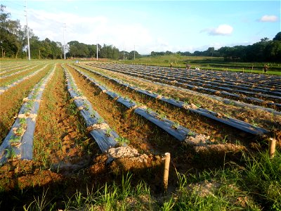Paddy fields and vegetable (Capsicum annuum var. longum, Okra, Momordica charantia and Vigna unguiculata subsp. sesquipedalis) plantations in Upig - Bagong Barrio, San Ildefonso, Bulacan Barangays Upi