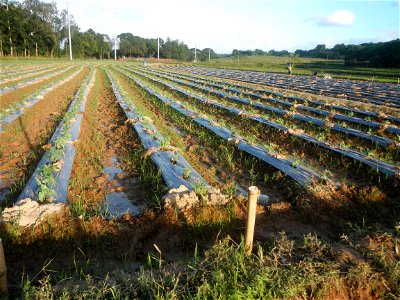 Paddy fields and vegetable (Capsicum annuum var. longum, Okra, Momordica charantia and Vigna unguiculata subsp. sesquipedalis) plantations in Upig - Bagong Barrio, San Ildefonso, Bulacan Barangays Upi
