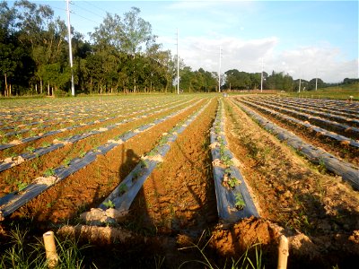 Paddy fields and vegetable (Capsicum annuum var. longum, Okra, Momordica charantia and Vigna unguiculata subsp. sesquipedalis) plantations in Upig - Bagong Barrio, San Ildefonso, Bulacan Barangays Upi