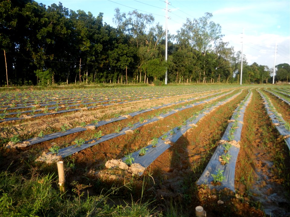 Paddy fields and vegetable (Capsicum annuum var. longum, Okra, Momordica charantia and Vigna unguiculata subsp. sesquipedalis) plantations in Upig - Bagong Barrio, San Ildefonso, Bulacan Barangays Upi