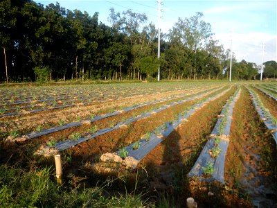 Paddy fields and vegetable (Capsicum annuum var. longum, Okra, Momordica charantia and Vigna unguiculata subsp. sesquipedalis) plantations in Upig - Bagong Barrio, San Ildefonso, Bulacan Barangays Upi