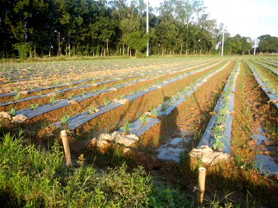 Paddy fields and vegetable (Capsicum annuum var. longum, Okra, Momordica charantia and Vigna unguiculata subsp. sesquipedalis) plantations in Upig - Bagong Barrio, San Ildefonso, Bulacan Barangays Upi