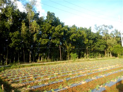 Paddy fields and vegetable (Capsicum annuum var. longum, Okra, Momordica charantia and Vigna unguiculata subsp. sesquipedalis) plantations in Upig - Bagong Barrio, San Ildefonso, Bulacan Barangays Upi