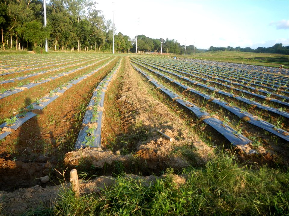 Paddy fields and vegetable (Capsicum annuum var. longum, Okra, Momordica charantia and Vigna unguiculata subsp. sesquipedalis) plantations in Upig - Bagong Barrio, San Ildefonso, Bulacan Barangays Upi