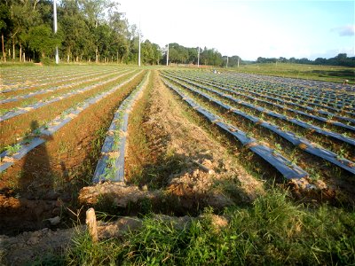 Paddy fields and vegetable (Capsicum annuum var. longum, Okra, Momordica charantia and Vigna unguiculata subsp. sesquipedalis) plantations in Upig - Bagong Barrio, San Ildefonso, Bulacan Barangays Upi