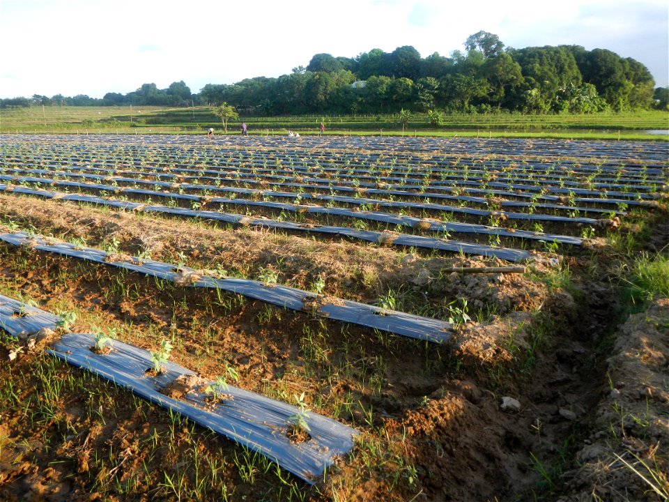 Paddy fields and vegetable (Capsicum annuum var. longum, Okra, Momordica charantia and Vigna unguiculata subsp. sesquipedalis) plantations in Upig - Bagong Barrio, San Ildefonso, Bulacan Barangays Upi
