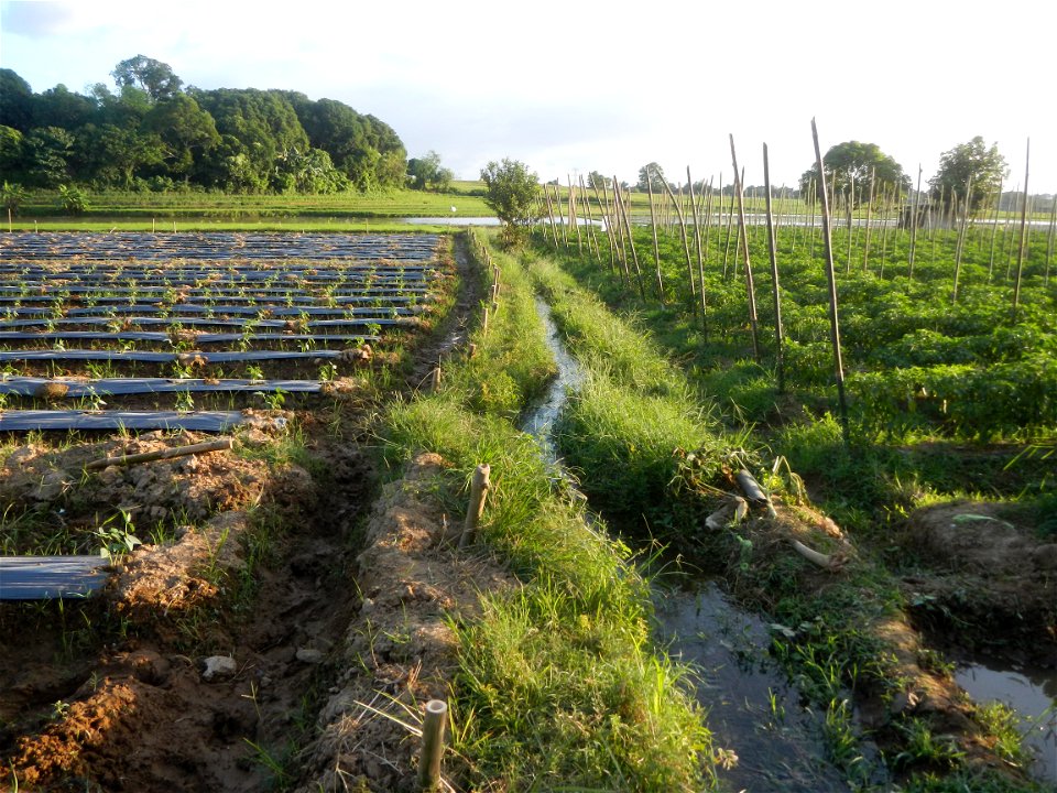 Paddy fields and vegetable (Capsicum annuum var. longum, Okra, Momordica charantia and Vigna unguiculata subsp. sesquipedalis) plantations in Upig - Bagong Barrio, San Ildefonso, Bulacan Barangays Upi