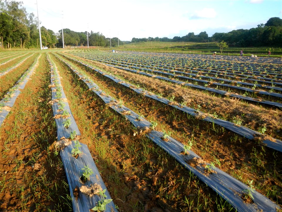 Paddy fields and vegetable (Capsicum annuum var. longum, Okra, Momordica charantia and Vigna unguiculata subsp. sesquipedalis) plantations in Upig - Bagong Barrio, San Ildefonso, Bulacan Barangays Upi