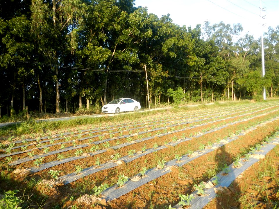 Paddy fields and vegetable (Capsicum annuum var. longum, Okra, Momordica charantia and Vigna unguiculata subsp. sesquipedalis) plantations in Upig - Bagong Barrio, San Ildefonso, Bulacan Barangays Upi