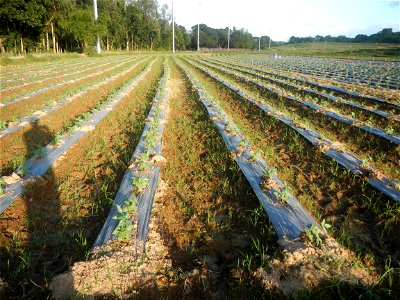 Paddy fields and vegetable (Capsicum annuum var. longum, Okra, Momordica charantia and Vigna unguiculata subsp. sesquipedalis) plantations in Upig - Bagong Barrio, San Ildefonso, Bulacan Barangays Upi