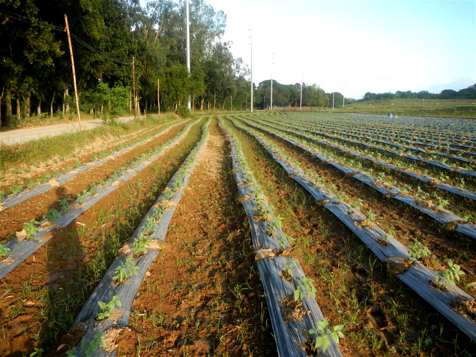Paddy fields and vegetable (Capsicum annuum var. longum, Okra, Momordica charantia and Vigna unguiculata subsp. sesquipedalis) plantations in Upig - Bagong Barrio, San Ildefonso, Bulacan Barangays Upi