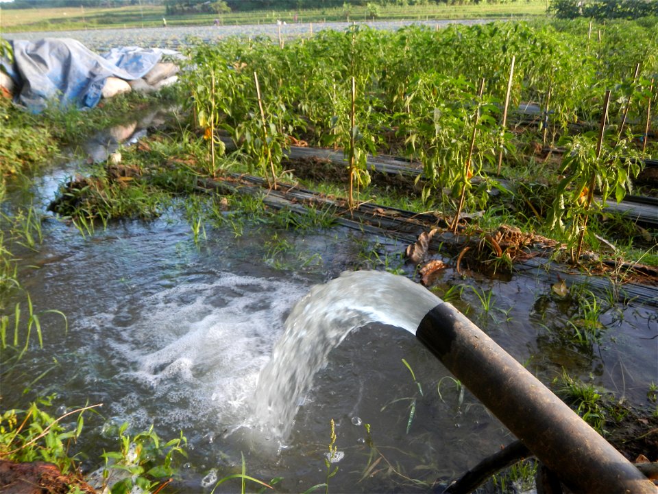 Paddy fields and vegetable (Capsicum annuum var. longum, Okra, Momordica charantia and Vigna unguiculata subsp. sesquipedalis) plantations in Upig - Bagong Barrio, San Ildefonso, Bulacan Barangays Upi