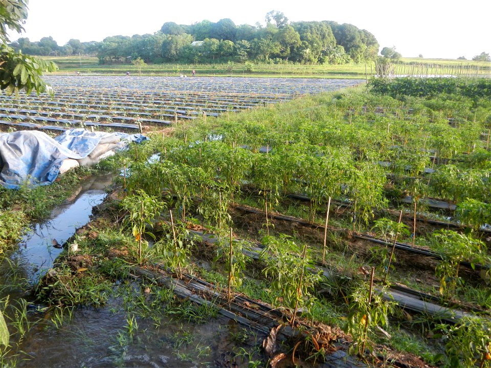 Paddy fields and vegetable (Capsicum annuum var. longum, Okra, Momordica charantia and Vigna unguiculata subsp. sesquipedalis) plantations in Upig - Bagong Barrio, San Ildefonso, Bulacan Barangays Upi
