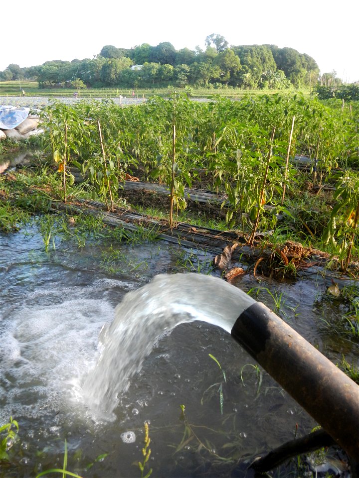 Paddy fields and vegetable (Capsicum annuum var. longum, Okra, Momordica charantia and Vigna unguiculata subsp. sesquipedalis) plantations in Upig - Bagong Barrio, San Ildefonso, Bulacan Barangays Upi