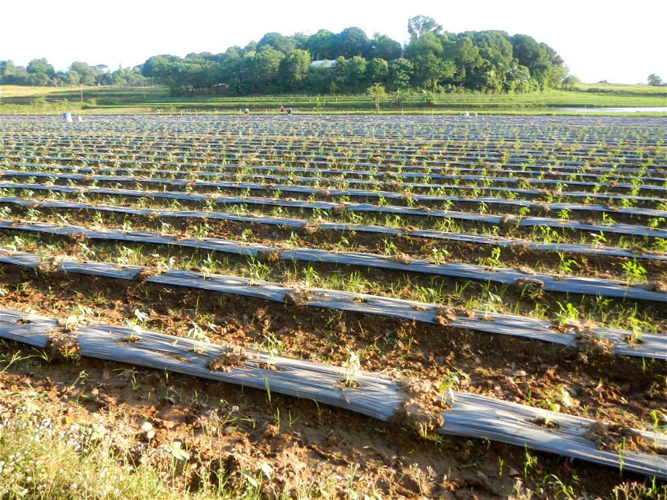 Paddy fields and vegetable (Capsicum annuum var. longum, Okra, Momordica charantia and Vigna unguiculata subsp. sesquipedalis) plantations in Upig - Bagong Barrio, San Ildefonso, Bulacan Barangays Upi