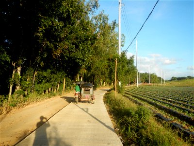Paddy fields and vegetable (Capsicum annuum var. longum, Okra, Momordica charantia and Vigna unguiculata subsp. sesquipedalis) plantations in Upig - Bagong Barrio, San Ildefonso, Bulacan Barangays Upi