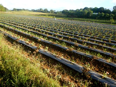 Paddy fields and vegetable (Capsicum annuum var. longum, Okra, Momordica charantia and Vigna unguiculata subsp. sesquipedalis) plantations in Upig - Bagong Barrio, San Ildefonso, Bulacan Barangays Upi