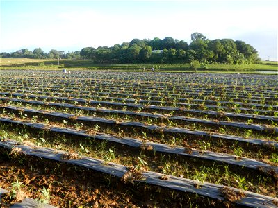 Paddy fields and vegetable (Capsicum annuum var. longum, Okra, Momordica charantia and Vigna unguiculata subsp. sesquipedalis) plantations in Upig - Bagong Barrio, San Ildefonso, Bulacan Barangays Upi