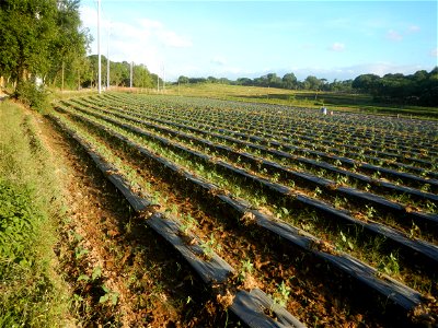 Paddy fields and vegetable (Capsicum annuum var. longum, Okra, Momordica charantia and Vigna unguiculata subsp. sesquipedalis) plantations in Upig - Bagong Barrio, San Ildefonso, Bulacan Barangays Upi
