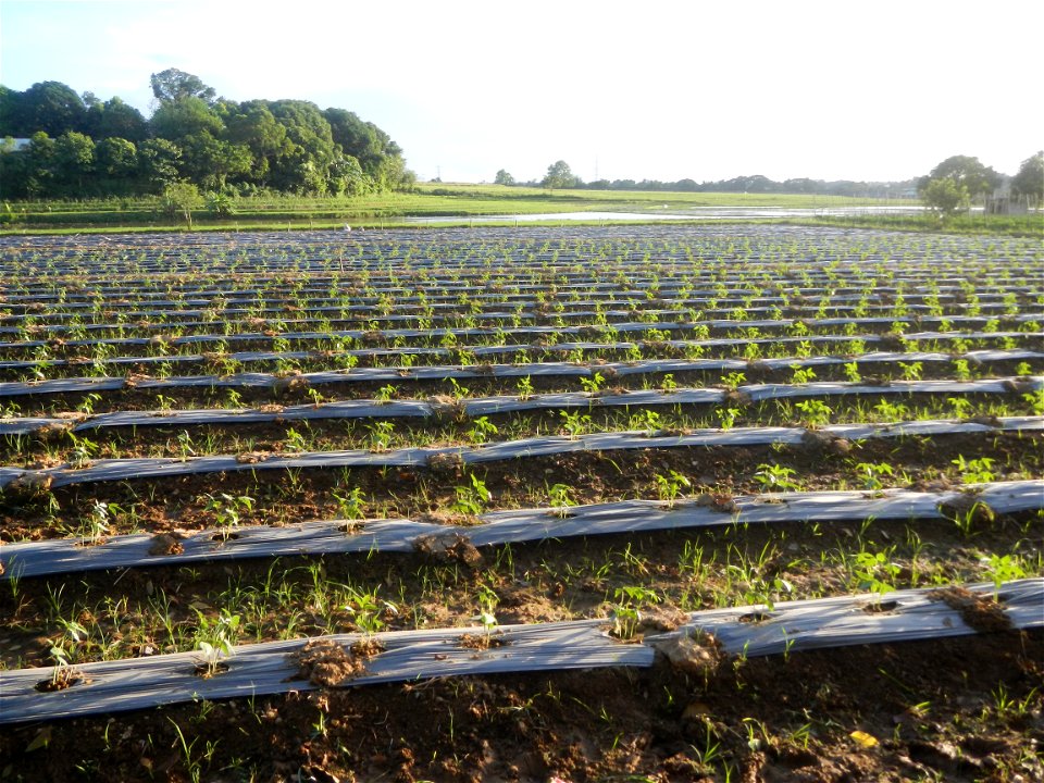 Paddy fields and vegetable (Capsicum annuum var. longum, Okra, Momordica charantia and Vigna unguiculata subsp. sesquipedalis) plantations in Upig - Bagong Barrio, San Ildefonso, Bulacan Barangays Upi