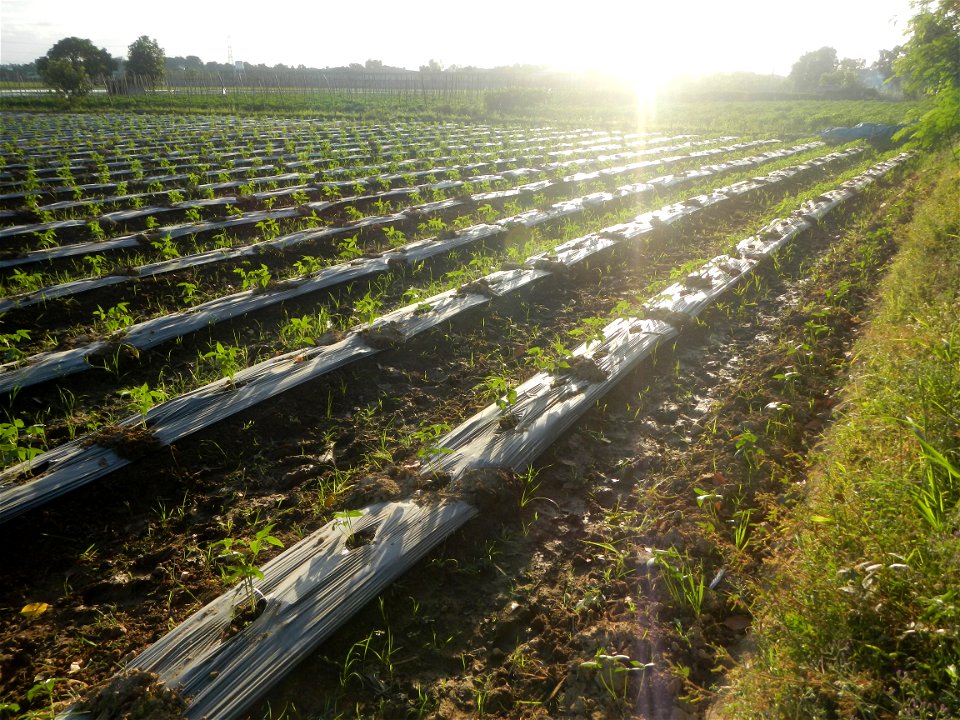 Paddy fields and vegetable (Capsicum annuum var. longum, Okra, Momordica charantia and Vigna unguiculata subsp. sesquipedalis) plantations in Upig - Bagong Barrio, San Ildefonso, Bulacan Barangays Upi