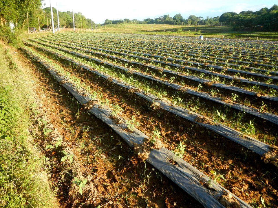 Paddy fields and vegetable (Capsicum annuum var. longum, Okra, Momordica charantia and Vigna unguiculata subsp. sesquipedalis) plantations in Upig - Bagong Barrio, San Ildefonso, Bulacan Barangays Upi