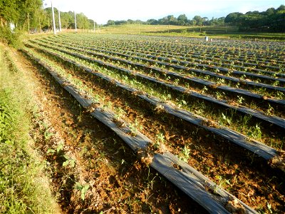 Paddy fields and vegetable (Capsicum annuum var. longum, Okra, Momordica charantia and Vigna unguiculata subsp. sesquipedalis) plantations in Upig - Bagong Barrio, San Ildefonso, Bulacan Barangays Upi