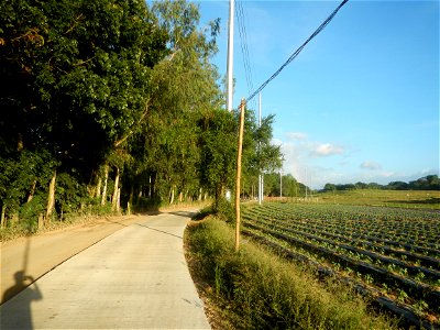 Paddy fields and vegetable (Capsicum annuum var. longum, Okra, Momordica charantia and Vigna unguiculata subsp. sesquipedalis) plantations in Upig - Bagong Barrio, San Ildefonso, Bulacan Barangays Upi