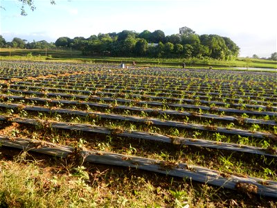 Paddy fields and vegetable (Capsicum annuum var. longum, Okra, Momordica charantia and Vigna unguiculata subsp. sesquipedalis) plantations in Upig - Bagong Barrio, San Ildefonso, Bulacan Barangays Upi