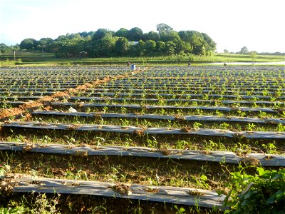 Paddy fields and vegetable (Capsicum annuum var. longum, Okra, Momordica charantia and Vigna unguiculata subsp. sesquipedalis) plantations in Upig - Bagong Barrio, San Ildefonso, Bulacan Barangays Upi