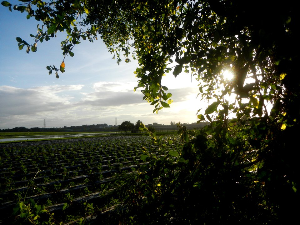 Paddy fields and vegetable (Capsicum annuum var. longum, Okra, Momordica charantia and Vigna unguiculata subsp. sesquipedalis) plantations in Upig - Bagong Barrio, San Ildefonso, Bulacan Barangays Upi