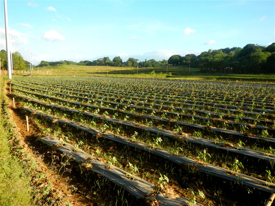Paddy fields and vegetable (Capsicum annuum var. longum, Okra, Momordica charantia and Vigna unguiculata subsp. sesquipedalis) plantations in Upig - Bagong Barrio, San Ildefonso, Bulacan Barangays Upi