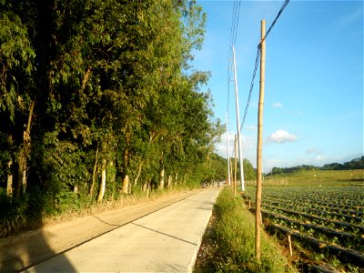 Paddy fields and vegetable (Capsicum annuum var. longum, Okra, Momordica charantia and Vigna unguiculata subsp. sesquipedalis) plantations in Upig - Bagong Barrio, San Ildefonso, Bulacan Barangays Upi