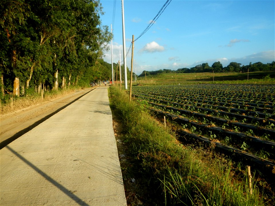 Paddy fields and vegetable (Capsicum annuum var. longum, Okra, Momordica charantia and Vigna unguiculata subsp. sesquipedalis) plantations in Upig - Bagong Barrio, San Ildefonso, Bulacan Barangays Upi