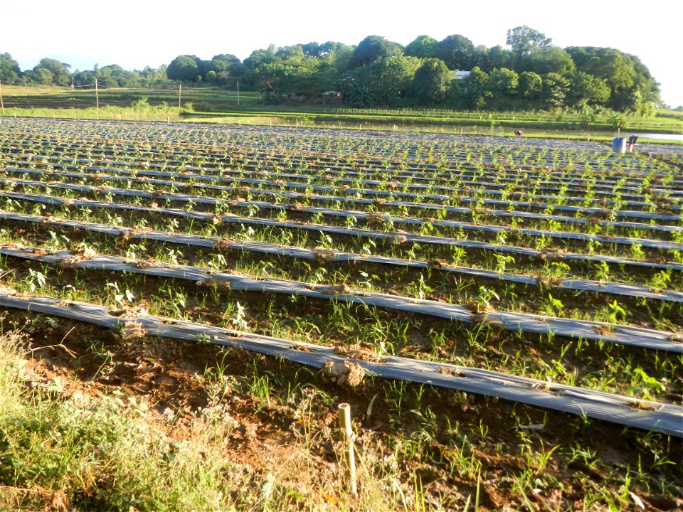 Paddy fields and vegetable (Capsicum annuum var. longum, Okra, Momordica charantia and Vigna unguiculata subsp. sesquipedalis) plantations in Upig - Bagong Barrio, San Ildefonso, Bulacan Barangays Upi