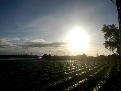 Paddy fields and vegetable (Capsicum annuum var. longum, Okra, Momordica charantia and Vigna unguiculata subsp. sesquipedalis) plantations in Upig - Bagong Barrio, San Ildefonso, Bulacan Barangays Upi