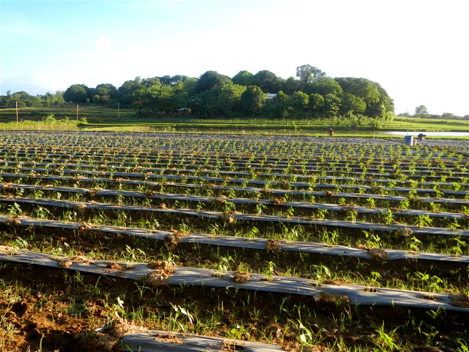 Paddy fields and vegetable (Capsicum annuum var. longum, Okra, Momordica charantia and Vigna unguiculata subsp. sesquipedalis) plantations in Upig - Bagong Barrio, San Ildefonso, Bulacan Barangays Upi