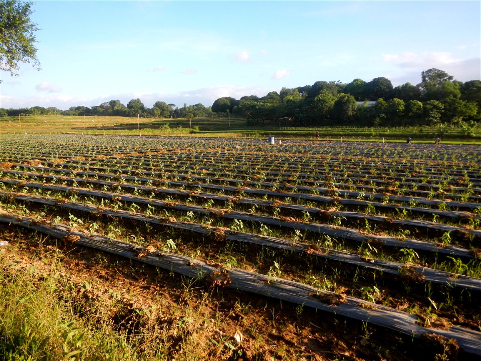 Paddy fields and vegetable (Capsicum annuum var. longum, Okra, Momordica charantia and Vigna unguiculata subsp. sesquipedalis) plantations in Upig - Bagong Barrio, San Ildefonso, Bulacan Barangays Upi