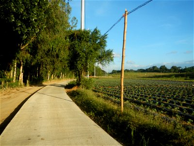 Paddy fields and vegetable (Capsicum annuum var. longum, Okra, Momordica charantia and Vigna unguiculata subsp. sesquipedalis) plantations in Upig - Bagong Barrio, San Ildefonso, Bulacan Barangays Upi