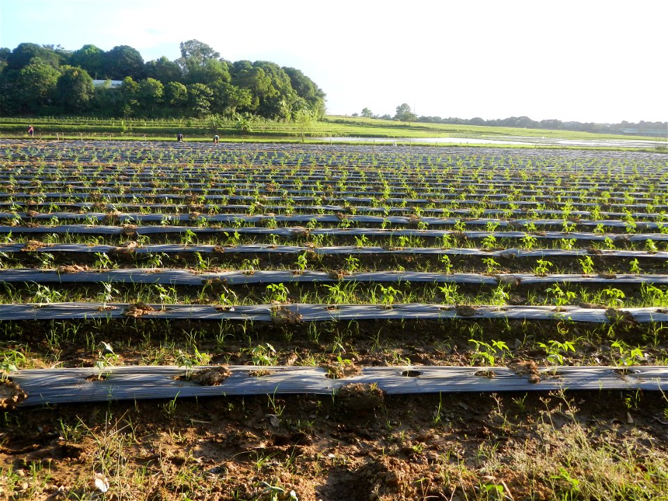 Paddy fields and vegetable (Capsicum annuum var. longum, Okra, Momordica charantia and Vigna unguiculata subsp. sesquipedalis) plantations in Upig - Bagong Barrio, San Ildefonso, Bulacan Barangays Upi