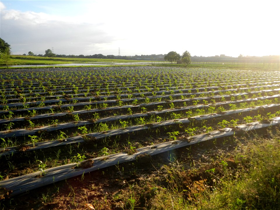 Paddy fields and vegetable (Capsicum annuum var. longum, Okra, Momordica charantia and Vigna unguiculata subsp. sesquipedalis) plantations in Upig - Bagong Barrio, San Ildefonso, Bulacan Barangays Upi