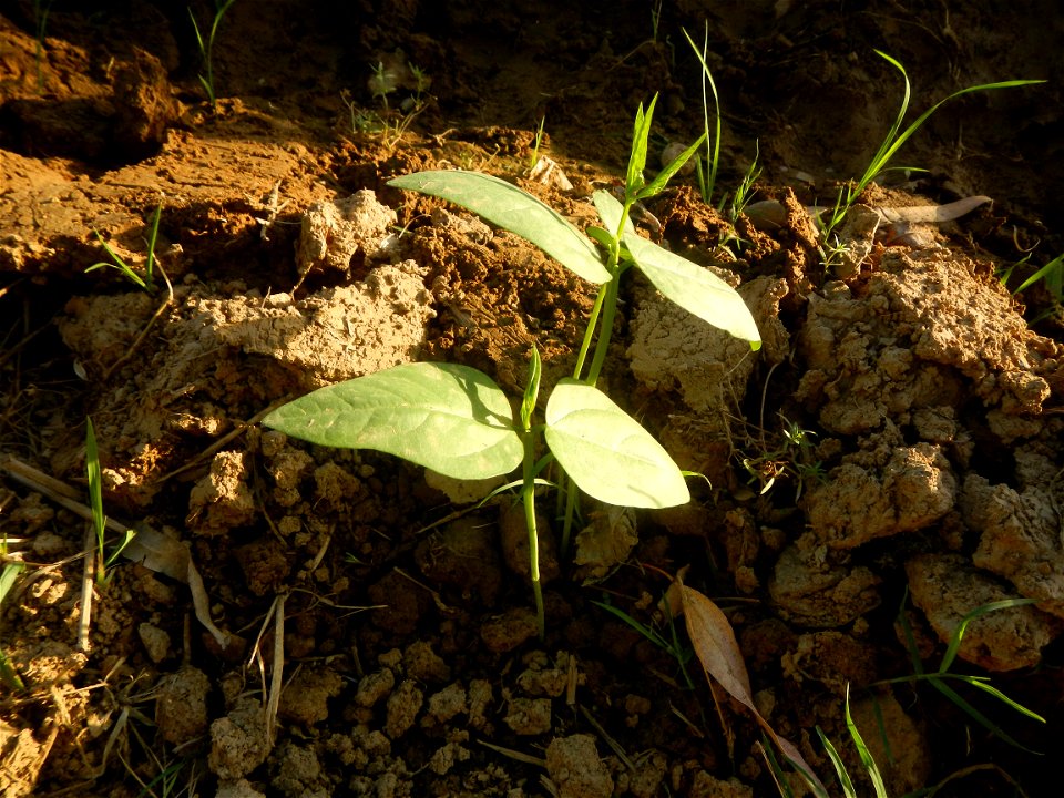 Paddy fields and vegetable (Capsicum annuum var. longum, Okra, Momordica charantia and Vigna unguiculata subsp. sesquipedalis) plantations in Upig - Bagong Barrio, San Ildefonso, Bulacan Barangays Upi