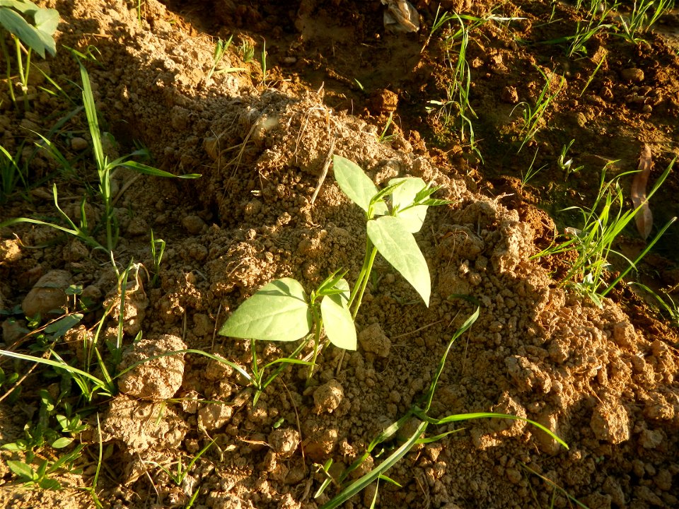 Paddy fields and vegetable (Capsicum annuum var. longum, Okra, Momordica charantia and Vigna unguiculata subsp. sesquipedalis) plantations in Upig - Bagong Barrio, San Ildefonso, Bulacan Barangays Upi