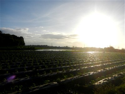 Paddy fields and vegetable (Capsicum annuum var. longum, Okra, Momordica charantia and Vigna unguiculata subsp. sesquipedalis) plantations in Upig - Bagong Barrio, San Ildefonso, Bulacan Barangays Upi