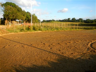 Paddy fields and vegetable (Capsicum annuum var. longum, Okra, Momordica charantia and Vigna unguiculata subsp. sesquipedalis) plantations in Upig - Bagong Barrio, San Ildefonso, Bulacan Barangays Upi