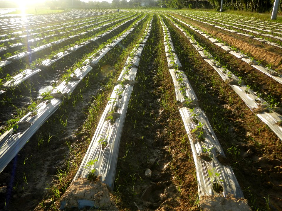 Paddy fields and vegetable (Capsicum annuum var. longum, Okra, Momordica charantia and Vigna unguiculata subsp. sesquipedalis) plantations in Upig - Bagong Barrio, San Ildefonso, Bulacan Barangays Upi