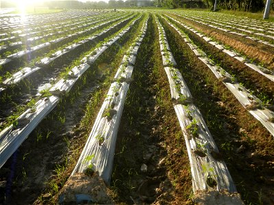 Paddy fields and vegetable (Capsicum annuum var. longum, Okra, Momordica charantia and Vigna unguiculata subsp. sesquipedalis) plantations in Upig - Bagong Barrio, San Ildefonso, Bulacan Barangays Upi