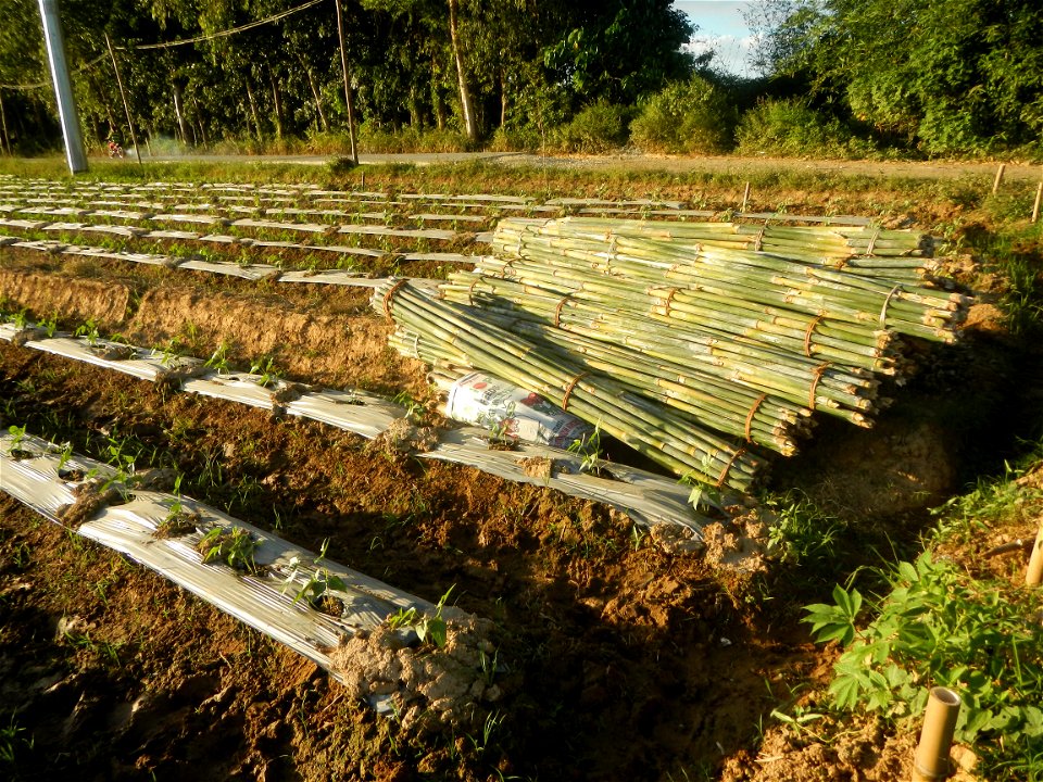 Paddy fields and vegetable (Capsicum annuum var. longum, Okra, Momordica charantia and Vigna unguiculata subsp. sesquipedalis) plantations in Upig - Bagong Barrio, San Ildefonso, Bulacan Barangays Upi