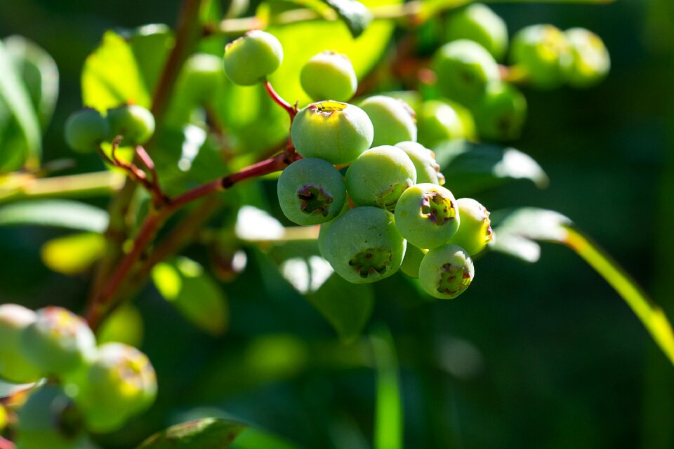 Ripening process green berries berries